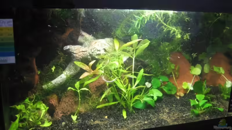 Aquarium Becken 9559 von Plattenjaeger (4)