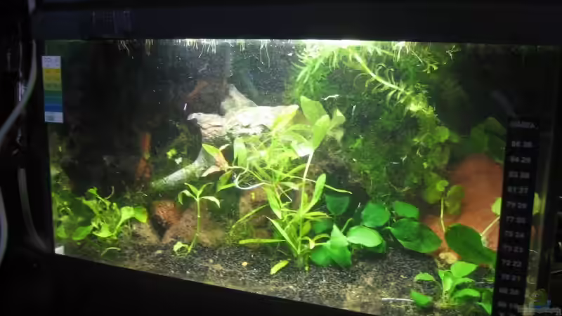 Aquarium Becken 9559 von Plattenjaeger (5)