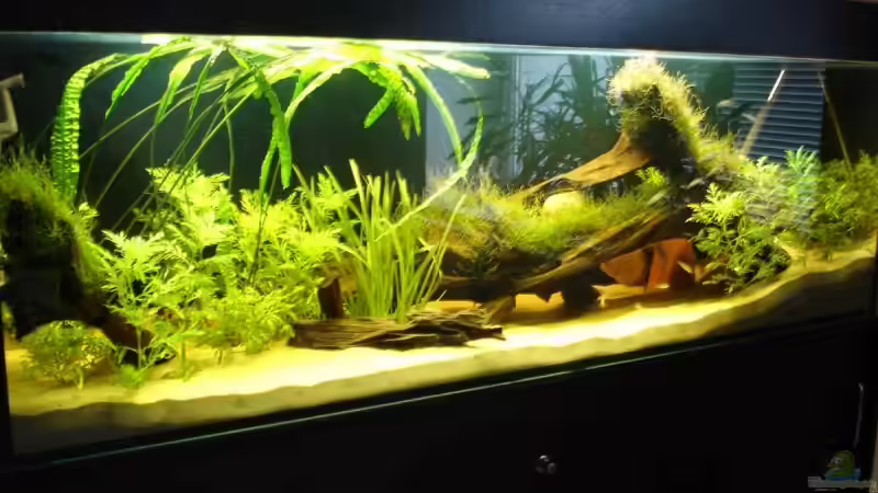 Aquarium Becken 9562 von Heiko Bull (2)