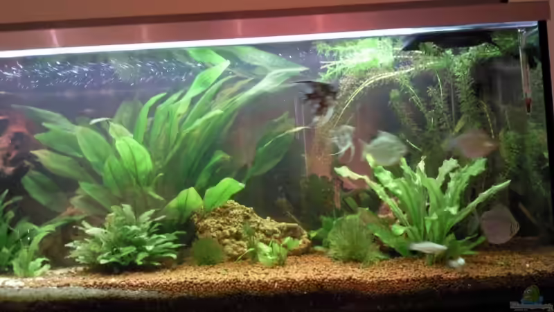 Aquarium Becken 9565 von Andre Bierbaum (2)