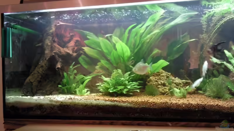 Aquarium Becken 9565 von Andre Bierbaum (3)