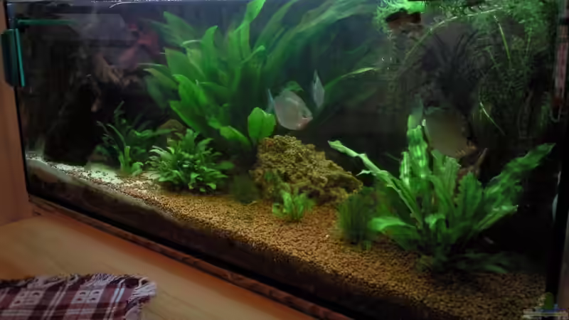 Aquarium Becken 9565 von Andre Bierbaum (4)