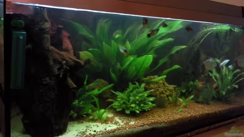 Aquarium Becken 9565 von Andre Bierbaum (5)