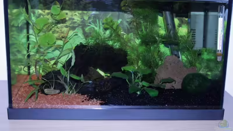 Aquarium Becken 9577 von Plattenjaeger (2)