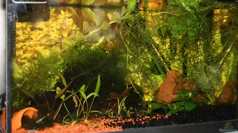 Aquarium Becken 9577 von Plattenjaeger (3)