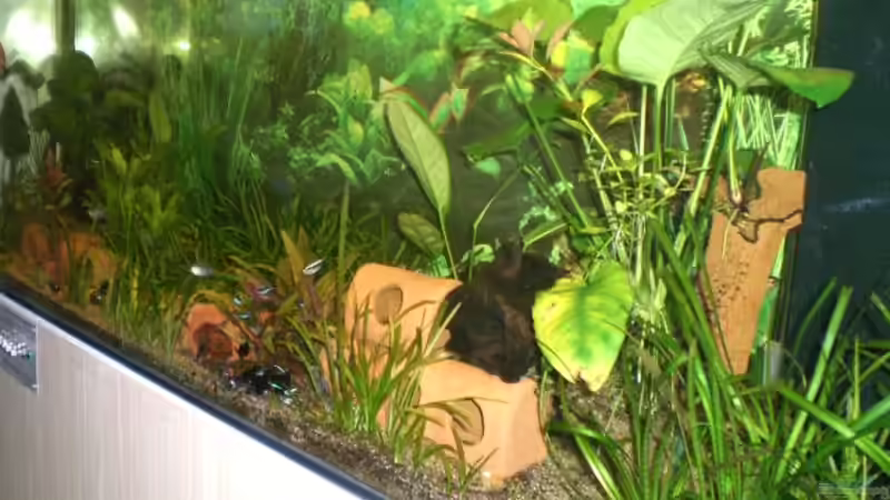 Aquarium Becken 959 von Eugen Margulis (2)