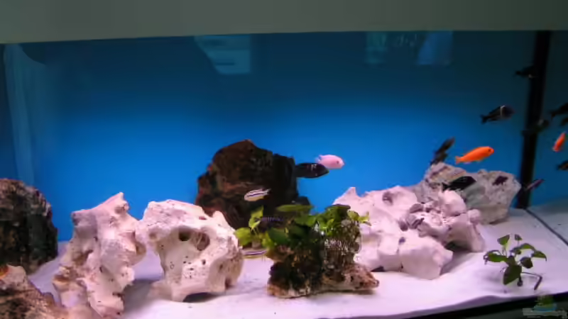 Aquarium Becken 959 von Eugen Margulis (3)