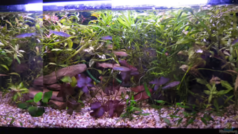 Aquarium Becken 9592 von katharina (8)