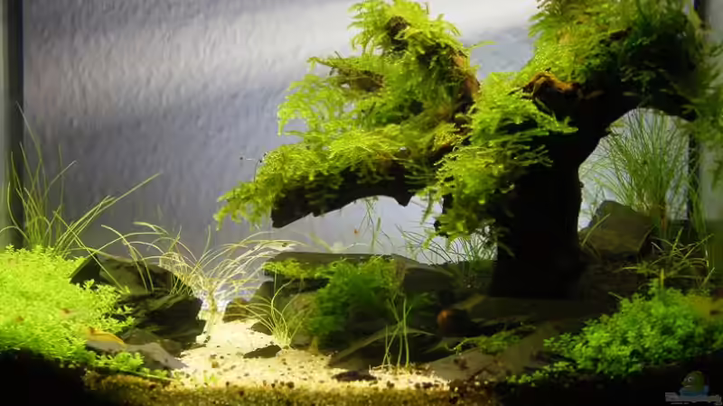 Aquarium Becken 9614 von Tino Laue (10)