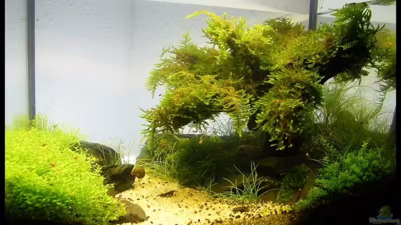 Aquarium Becken 9614 von Tino Laue (11)