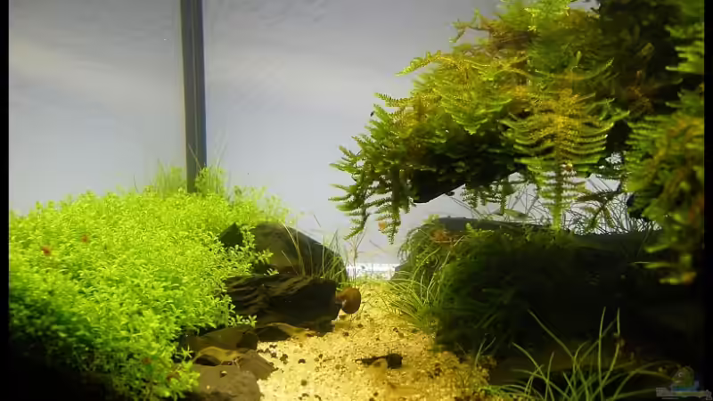 Aquarium Becken 9614 von Tino Laue (12)