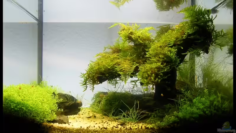 Aquarium Becken 9614 von Tino Laue (13)