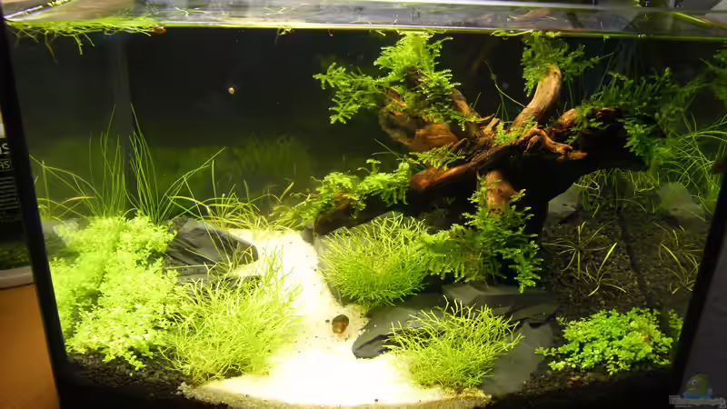 Aquarium Becken 9614 von Tino Laue (6)