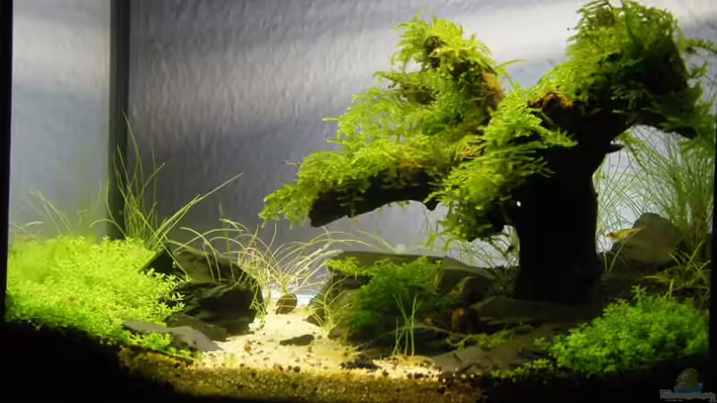 Aquarium Becken 9614 von Tino Laue (8)