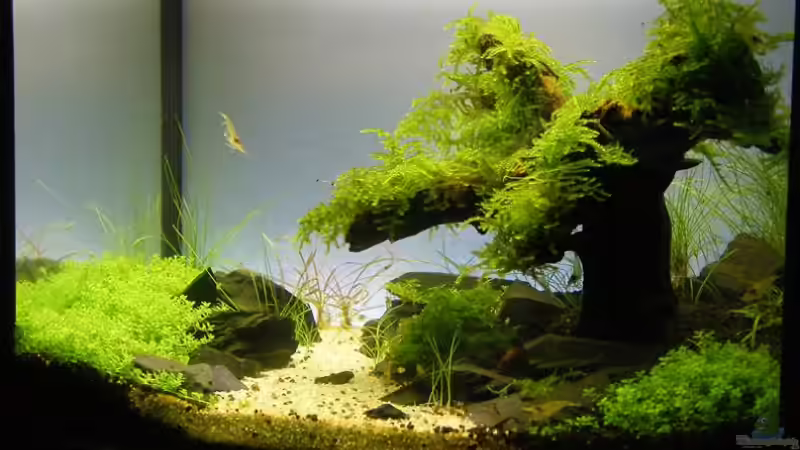 Aquarium Becken 9614 von Tino Laue (9)