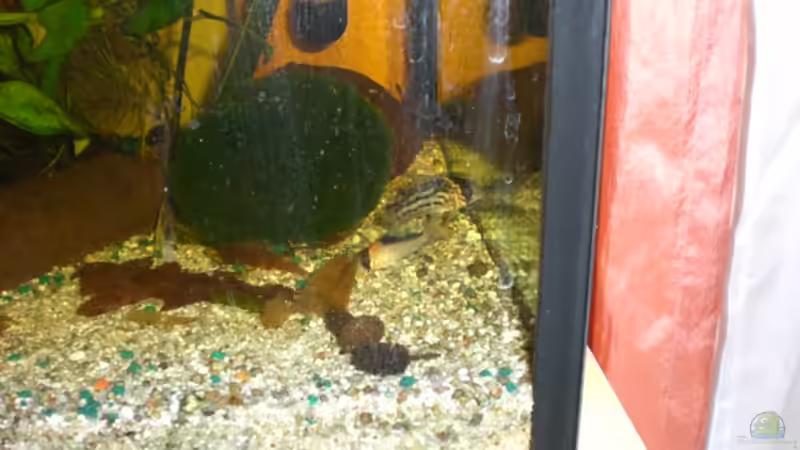 Aquarium Becken 9648 von elli (3)