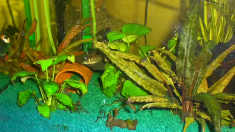 Aquarium Becken 9648 von elli (4)