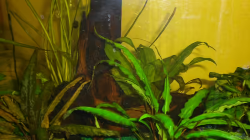 Aquarium Becken 9648 von elli (6)