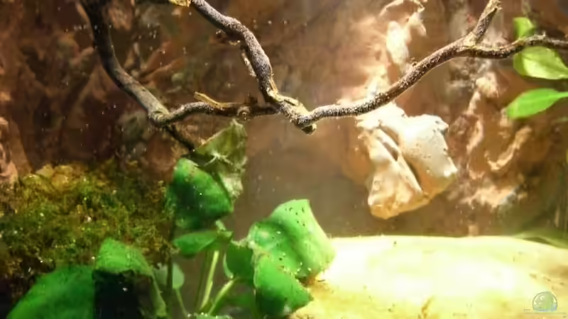 Aquarium Becken 9677 von Johannes (3)