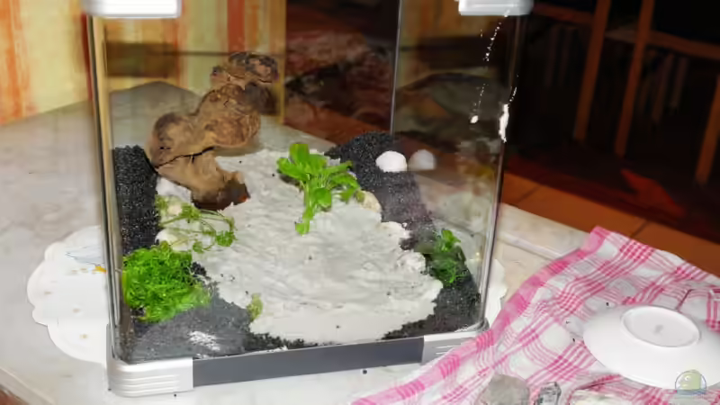 Aquarium Becken 9678 von WSS (7)