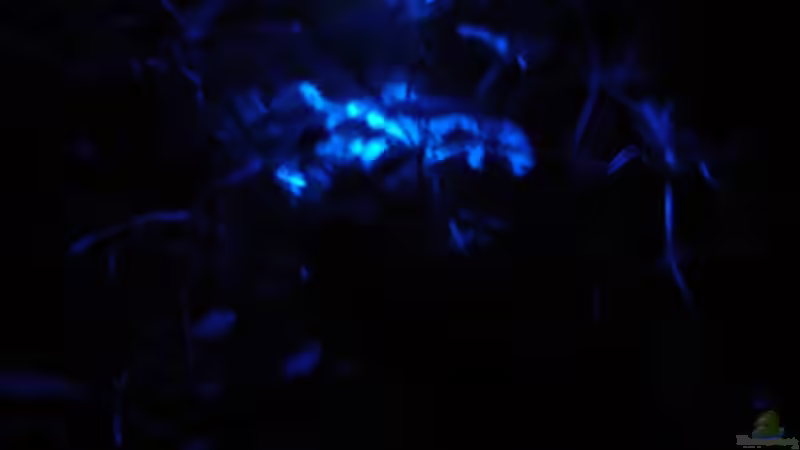 Aquarium Becken 9690 von iptila (6)