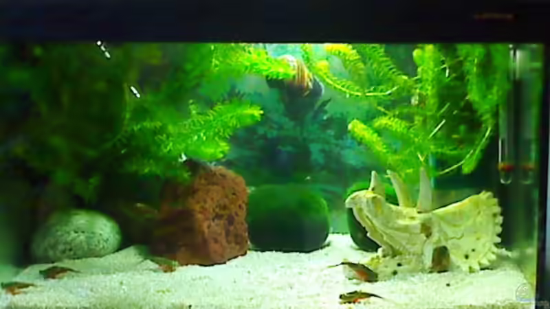 Aquarium Becken 9709 von Tapsel (2)