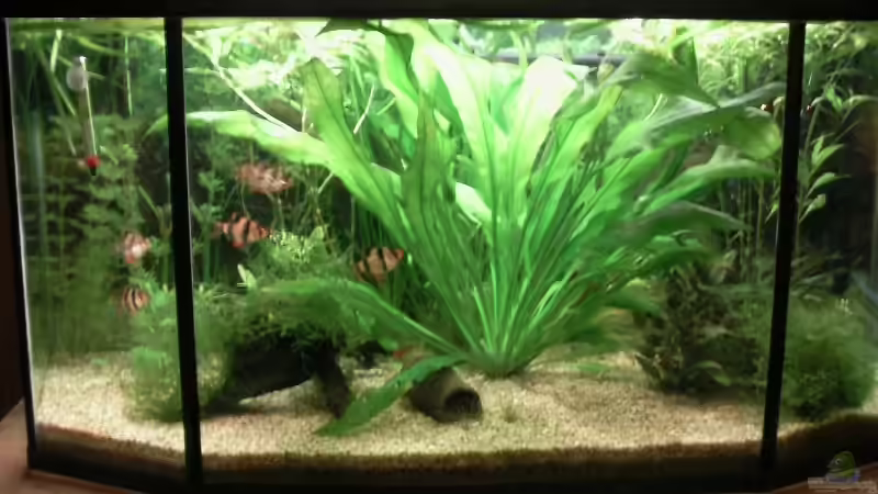 Aquarium Becken 9762 von Feuerschwanz (4)