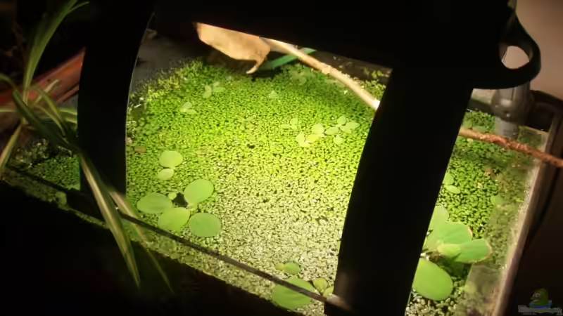 Aquarium Becken 9764 von aetti (3)