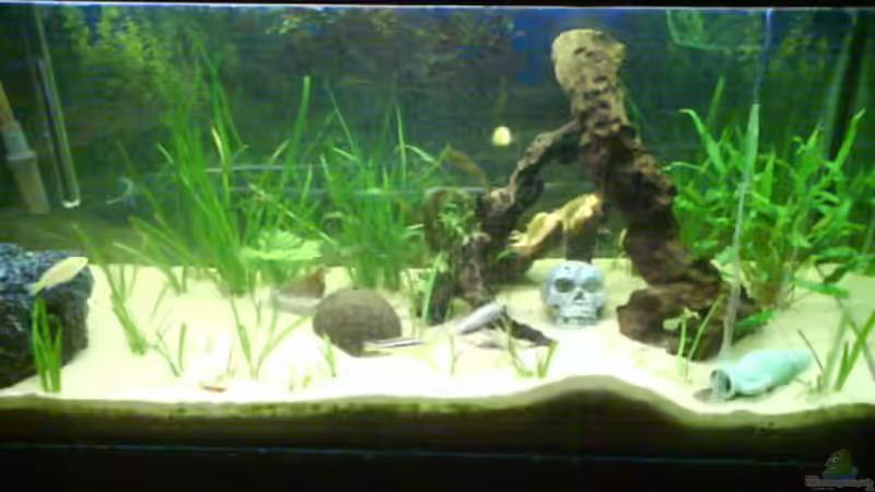 Aquarium Becken 9772 von Sacha Gerwill (2)