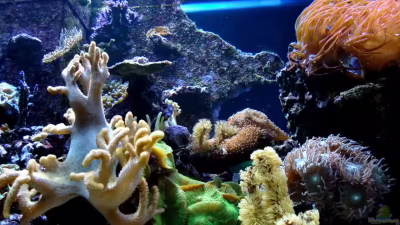 Aquarium Becken 9800 von Sveni (10)