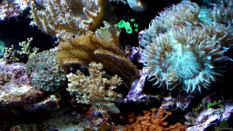 Aquarium Becken 9800 von Sveni (2)