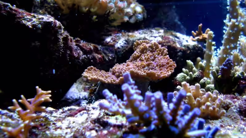 Aquarium Becken 9800 von Sveni (3)