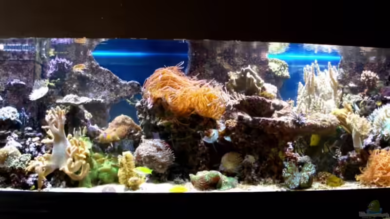 Aquarium Becken 9800 von Sveni (5)