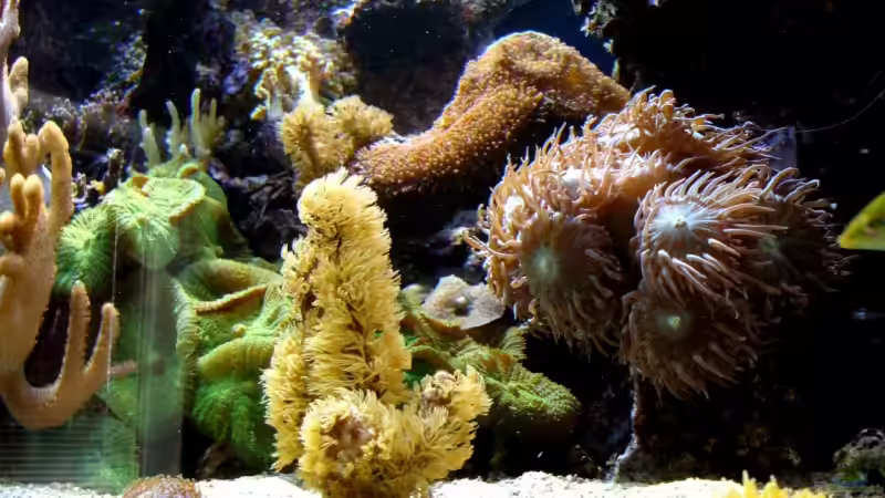 Aquarium Becken 9800 von Sveni (9)