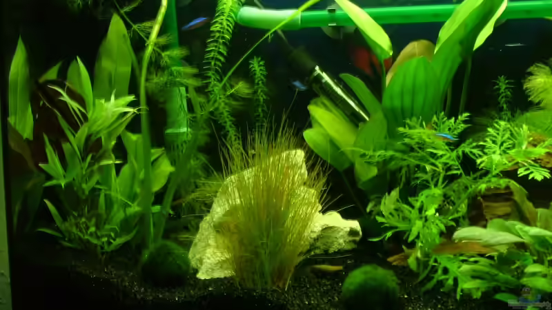 Aquarium Becken 9806 von LoidlStef (2)