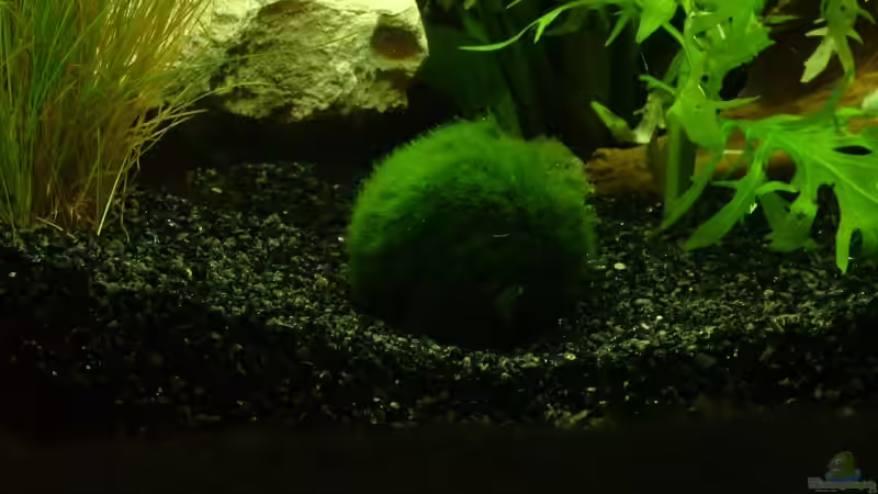 Aquarium Becken 9806 von LoidlStef (3)