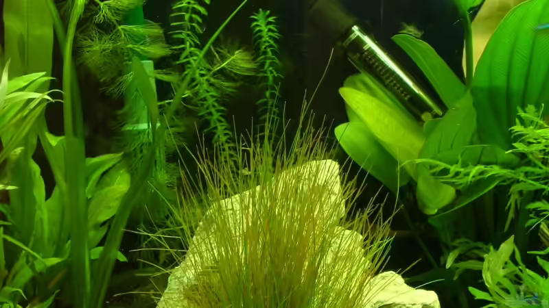 Aquarium Becken 9806 von LoidlStef (4)