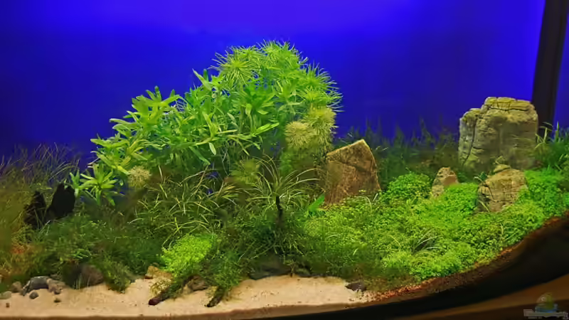 Aquarium Becken 9808 von Shadei (2)