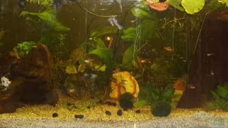 Aquarium Becken 9820 von Butterblume (2)