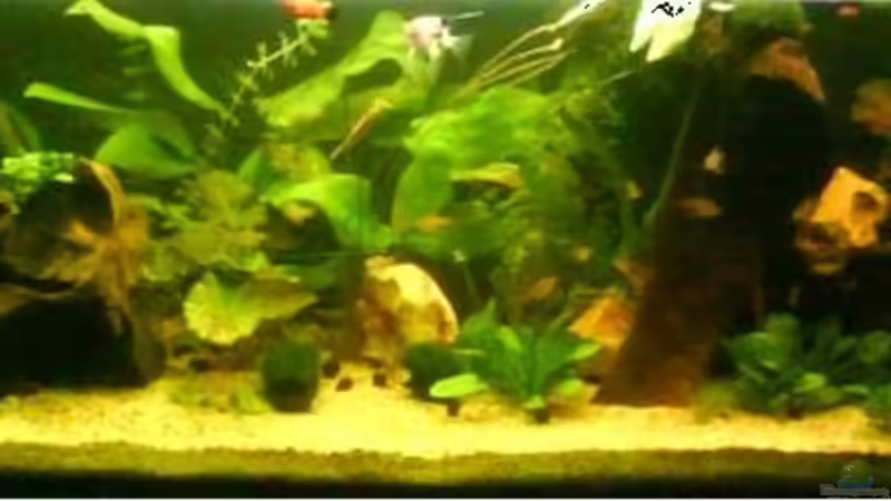 Aquarium Becken 9820 von Butterblume (4)