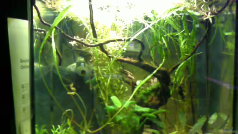 Aquarium Becken 9826 von ruepel-rocker (2)