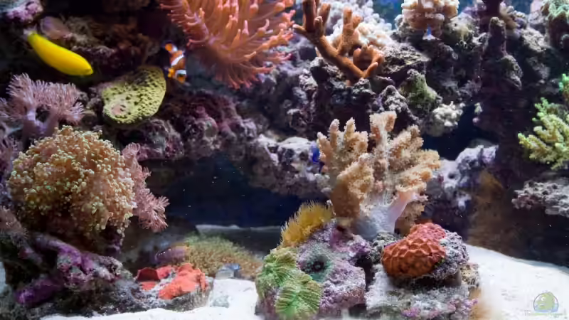 Aquarium Becken 9830 von Azalee (11)