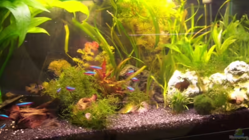 Aquarium Becken 9838 von der_nevs (3)