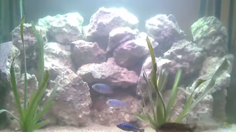 Aquarium Becken 9853 von Danny Fröhlich (2)