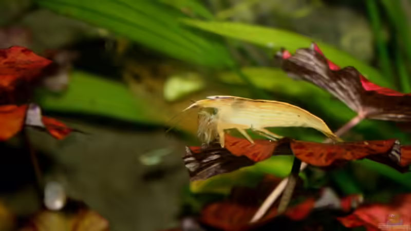 Aquarium Becken 988 von msp99 (11)