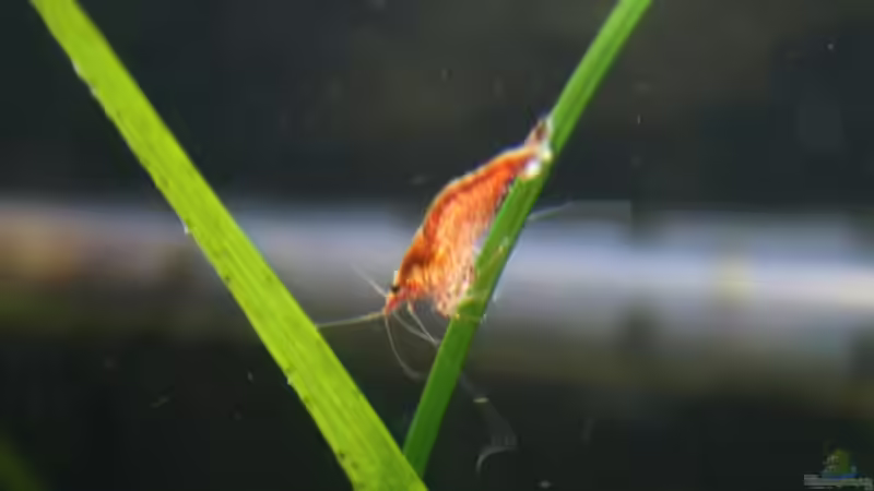 Aquarium Becken 988 von msp99 (12)