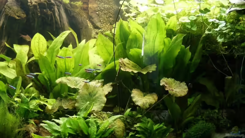 Aquarium Becken 988 von msp99 (3)