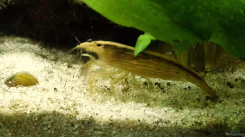 Aquarium Becken 988 von msp99 (4)