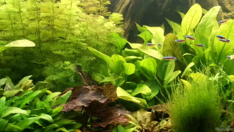 Aquarium Becken 988 von msp99 (6)