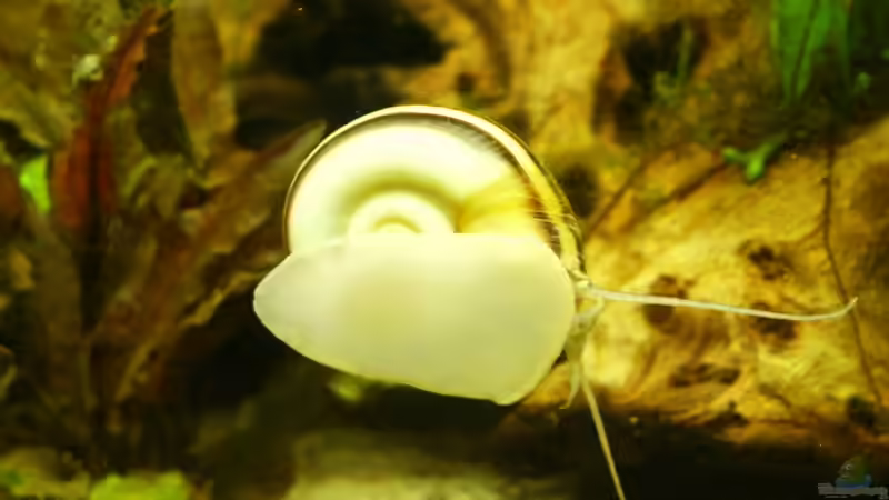 Aquarium Becken 988 von msp99 (8)